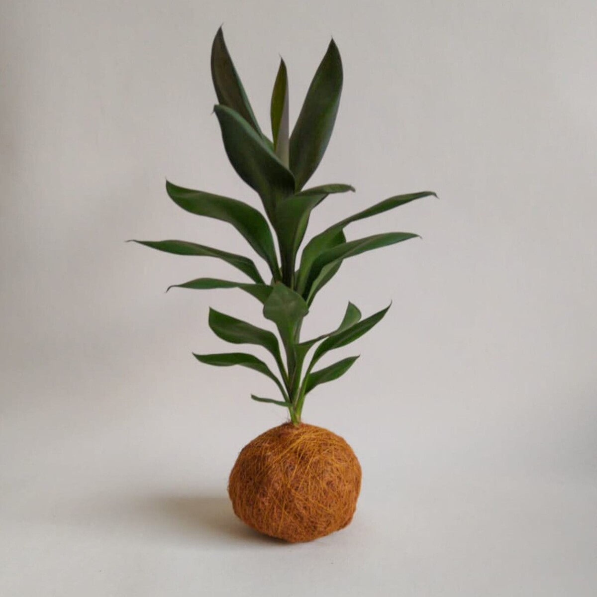 Kokedama Medium