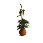Wild Bamboo